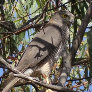 Tachyspiza fasciata at Garran, ACT - 18 Oct 2018