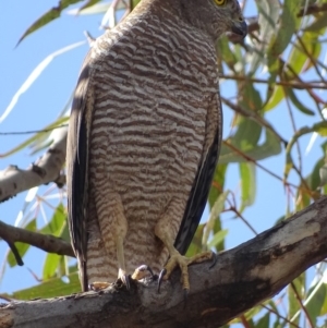 Tachyspiza fasciata at Garran, ACT - 18 Oct 2018