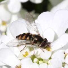 Melangyna viridiceps (Hover fly) at Lanyon - northern section - 19 Oct 2018 by jb2602