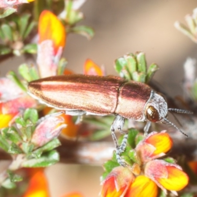 Melobasis propinqua (Propinqua jewel beetle) at Jerrabomberra, NSW - 19 Oct 2018 by Harrisi