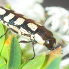 Castiarina decemmaculata (Ten-spot Jewel Beetle) at Theodore, ACT - 19 Oct 2018 by Harrisi