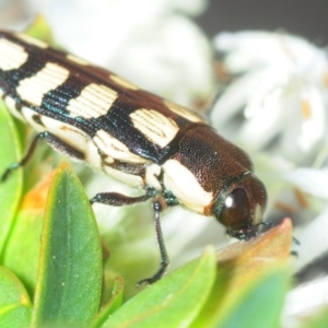 Castiarina decemmaculata at Theodore, ACT - 19 Oct 2018