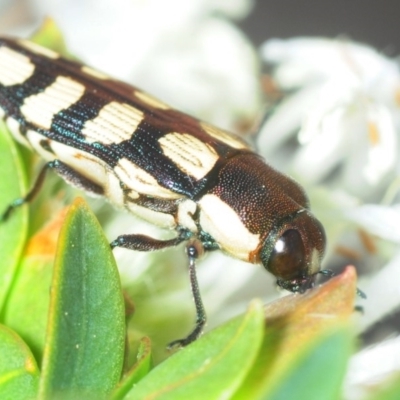 Castiarina decemmaculata (Ten-spot Jewel Beetle) at Theodore, ACT - 19 Oct 2018 by Harrisi