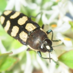 Castiarina decemmaculata at Theodore, ACT - 19 Oct 2018