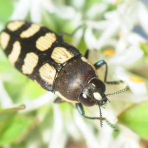 Castiarina decemmaculata at Theodore, ACT - 19 Oct 2018