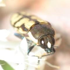 Castiarina decemmaculata at Theodore, ACT - 19 Oct 2018