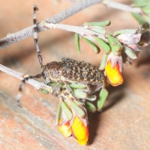 Ancita sp. (genus) at Queanbeyan West, NSW - 19 Oct 2018 07:17 PM