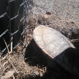 Chelodina longicollis at Amaroo, ACT - 19 Oct 2018