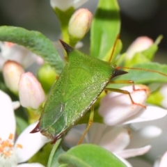 Vitellus sp. (genus) (Spined shield bug) at Acton, ACT - 18 Oct 2018 by Tim L