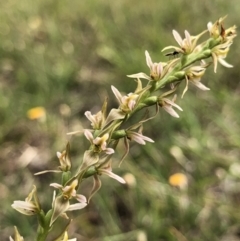 Prasophyllum petilum (Tarengo Leek Orchid) at Hall, ACT - 19 Oct 2018 by AaronClausen