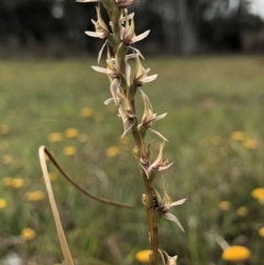 Paraprasophyllum petilum at suppressed - suppressed