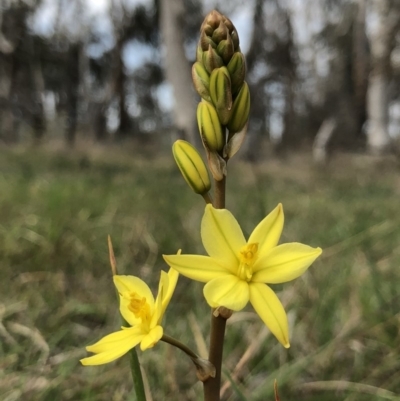 Bulbine bulbosa (Golden Lily) at Hall Cemetery - 19 Oct 2018 by AaronClausen