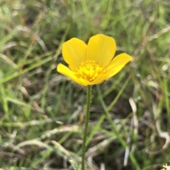 Ranunculus lappaceus (Australian Buttercup) at Hall Cemetery - 19 Oct 2018 by AaronClausen