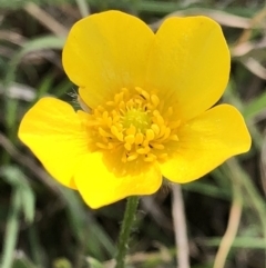 Ranunculus lappaceus at Hall, ACT - 20 Oct 2018 09:12 AM