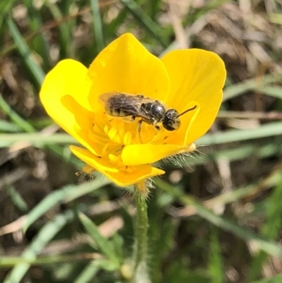 Lasioglossum (Chilalictus) lanarium (Halictid bee) at Hall Cemetery - 19 Oct 2018 by AaronClausen