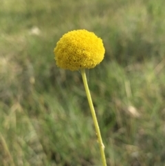 Craspedia variabilis (Common Billy Buttons) at Hall, ACT - 19 Oct 2018 by AaronClausen