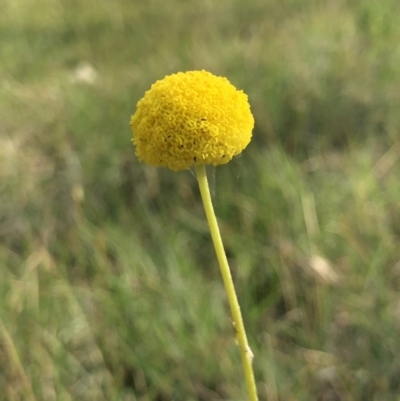 Craspedia variabilis (Common Billy Buttons) - 1 Jan 1900 by AaronClausen