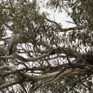 Egretta novaehollandiae at Michelago, NSW - 14 Oct 2018