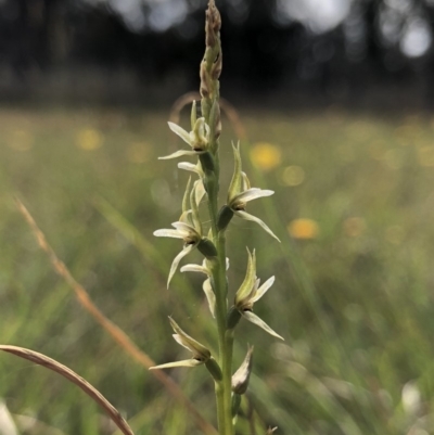 Prasophyllum petilum (Tarengo Leek Orchid) at Hall, ACT - 19 Oct 2018 by AaronClausen