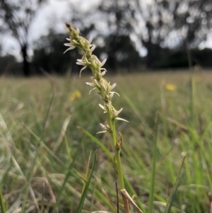 Paraprasophyllum petilum at suppressed - suppressed