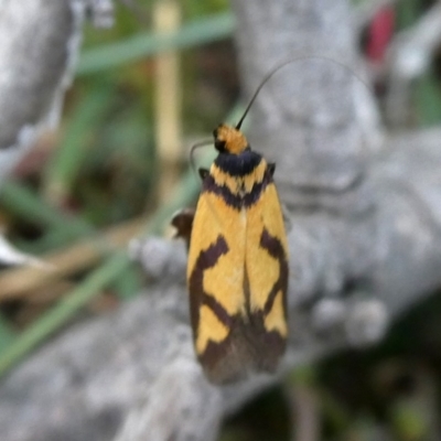 Oecophoridae provisional species 8 at Jerrabomberra, NSW - 20 Oct 2018 by Wandiyali