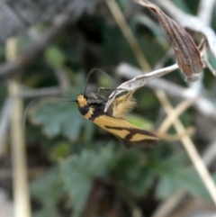 Oecophoridae provisional species 8 at Jerrabomberra, NSW - 20 Oct 2018