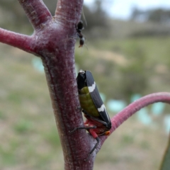 Eurymeloides pulchra (Gumtree hopper) at Jerrabomberra, NSW - 20 Oct 2018 by Wandiyali