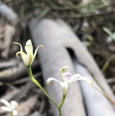 Caladenia ustulata (Brown Caps) at Crace, ACT - 20 Oct 2018 by AaronClausen