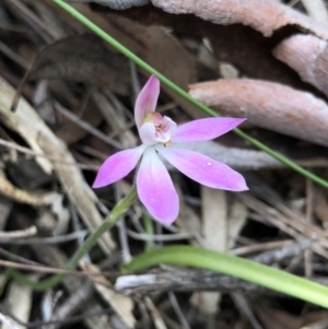 Caladenia carnea at Crace, ACT - suppressed