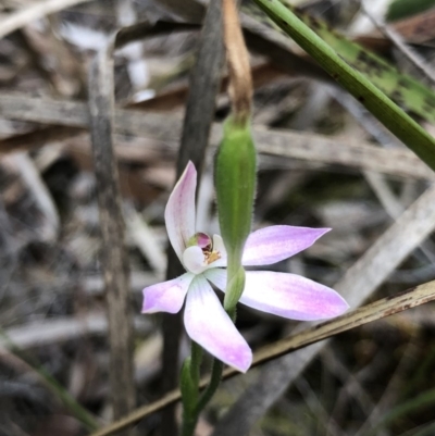 Caladenia carnea (Pink Fingers) at Crace, ACT - 20 Oct 2018 by AaronClausen