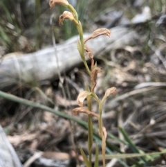 Bunochilus sp. (Leafy Greenhood) at Crace, ACT - 19 Oct 2018 by AaronClausen