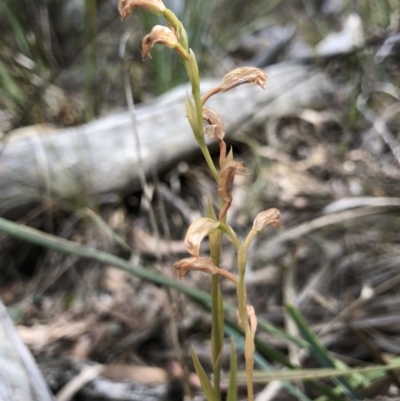 Bunochilus sp. (Leafy Greenhood) at Crace, ACT - 20 Oct 2018 by AaronClausen