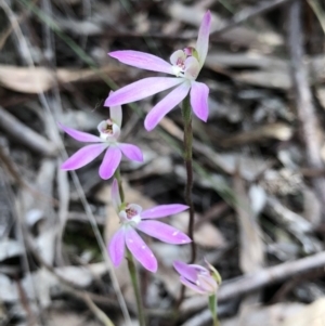 Caladenia carnea at Crace, ACT - suppressed