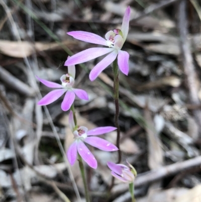 Caladenia carnea (Pink Fingers) at Crace, ACT - 20 Oct 2018 by AaronClausen