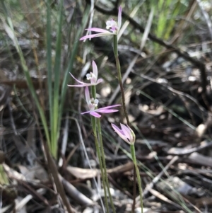 Caladenia carnea at Crace, ACT - suppressed