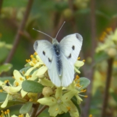 Pieris rapae (Cabbage White) at ANBG - 18 Oct 2018 by Christine