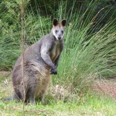 Wallabia bicolor (Swamp Wallaby) at ANBG - 18 Oct 2018 by Christine
