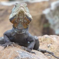 Intellagama lesueurii howittii (Gippsland Water Dragon) at ANBG - 18 Oct 2018 by Christine