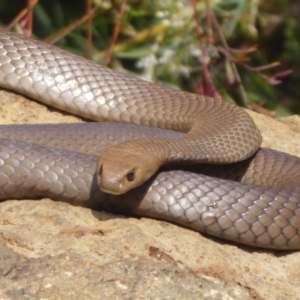 Pseudonaja textilis at Acton, ACT - 18 Oct 2018