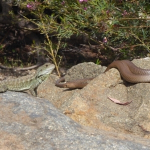 Pseudonaja textilis at Acton, ACT - 18 Oct 2018