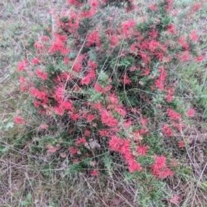 Grevillea sp. at Kambah, ACT - 17 Oct 2018 06:21 PM