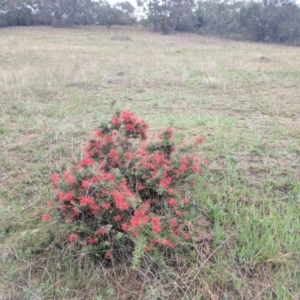 Grevillea sp. at Kambah, ACT - 17 Oct 2018 06:21 PM