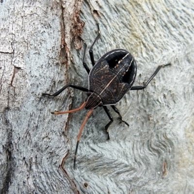 Theseus modestus (Gum tree shield bug) at Paddys River, ACT - 18 Oct 2018 by RodDeb