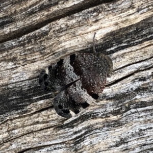 Platybrachys sp. (genus) at Crace, ACT - 20 Oct 2018 11:26 AM