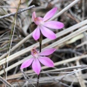 Caladenia carnea at Kaleen, ACT - suppressed