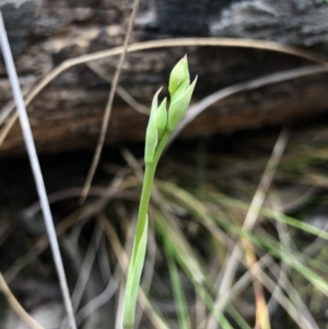 Calochilus sp. at Kaleen, ACT - 20 Oct 2018