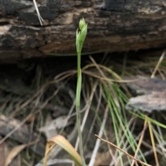 Calochilus sp. at Kaleen, ACT - 20 Oct 2018