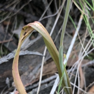 Calochilus sp. at Kaleen, ACT - 20 Oct 2018