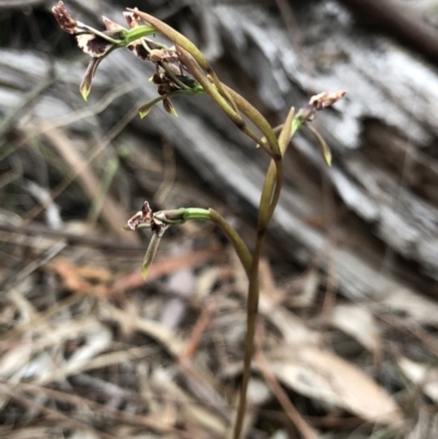 Diuris sp. (A Donkey Orchid) at Kaleen, ACT - 20 Oct 2018 by AaronClausen