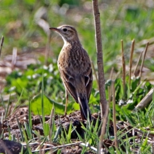 Anthus australis at Paddys River, ACT - 18 Oct 2018 04:40 PM